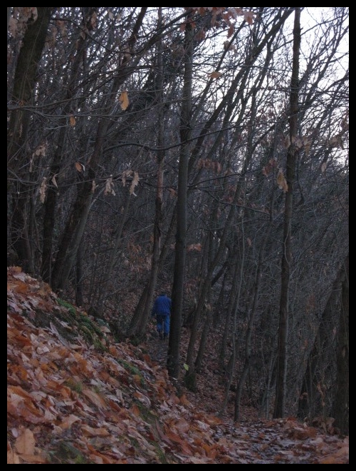 il bosco misterioso..
